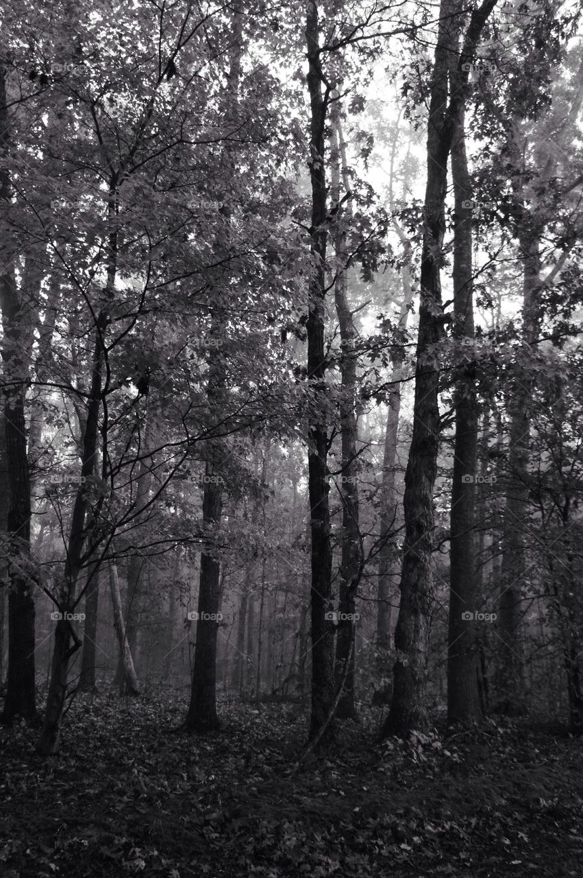 Trees in forest