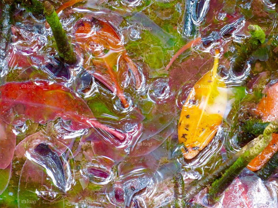 Color in the Mangrove