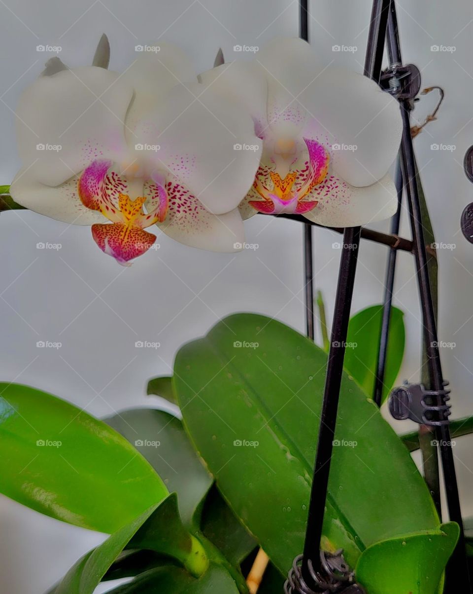 orchids