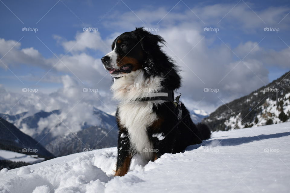 dog, mountain dog, bernes