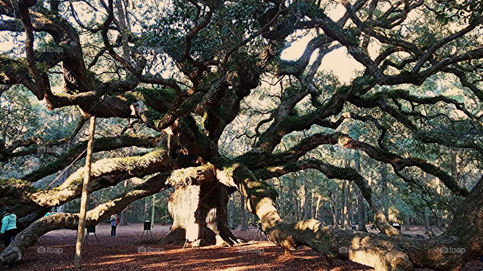 Angel oak. nice day out with my husband