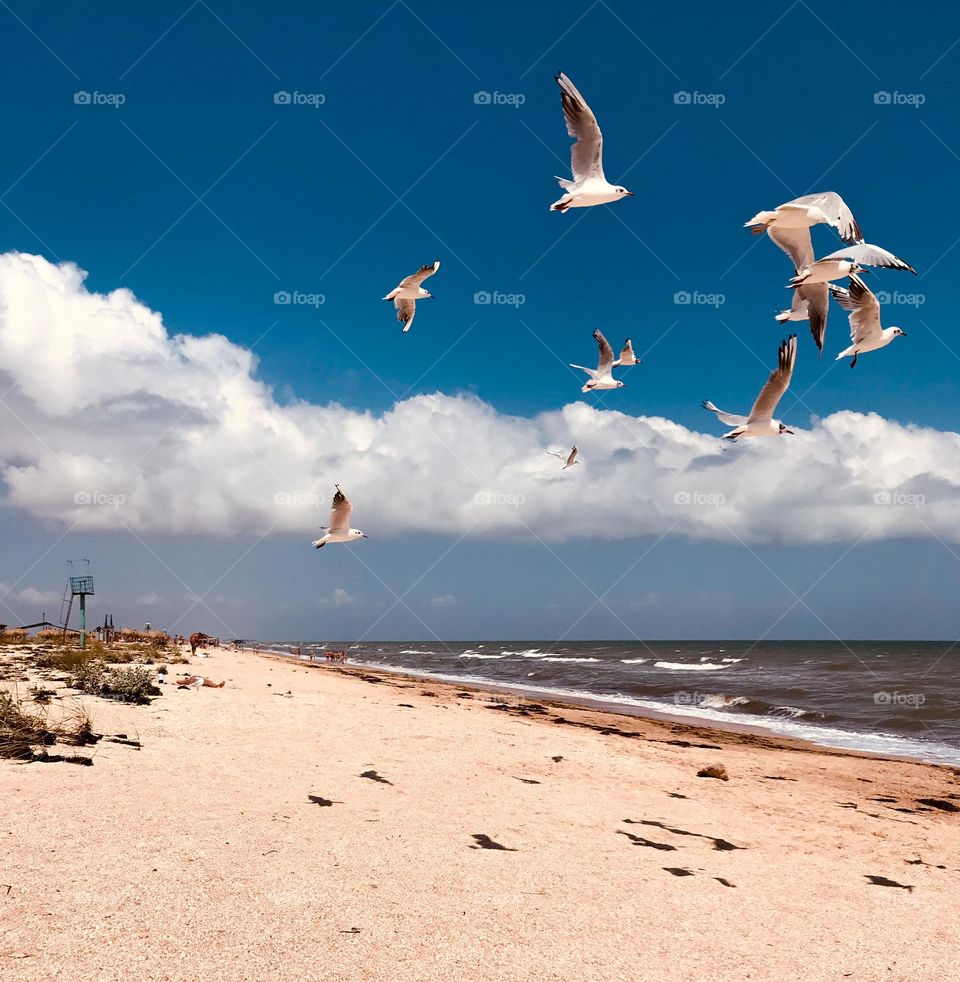 Seascape, gulls and clouds 