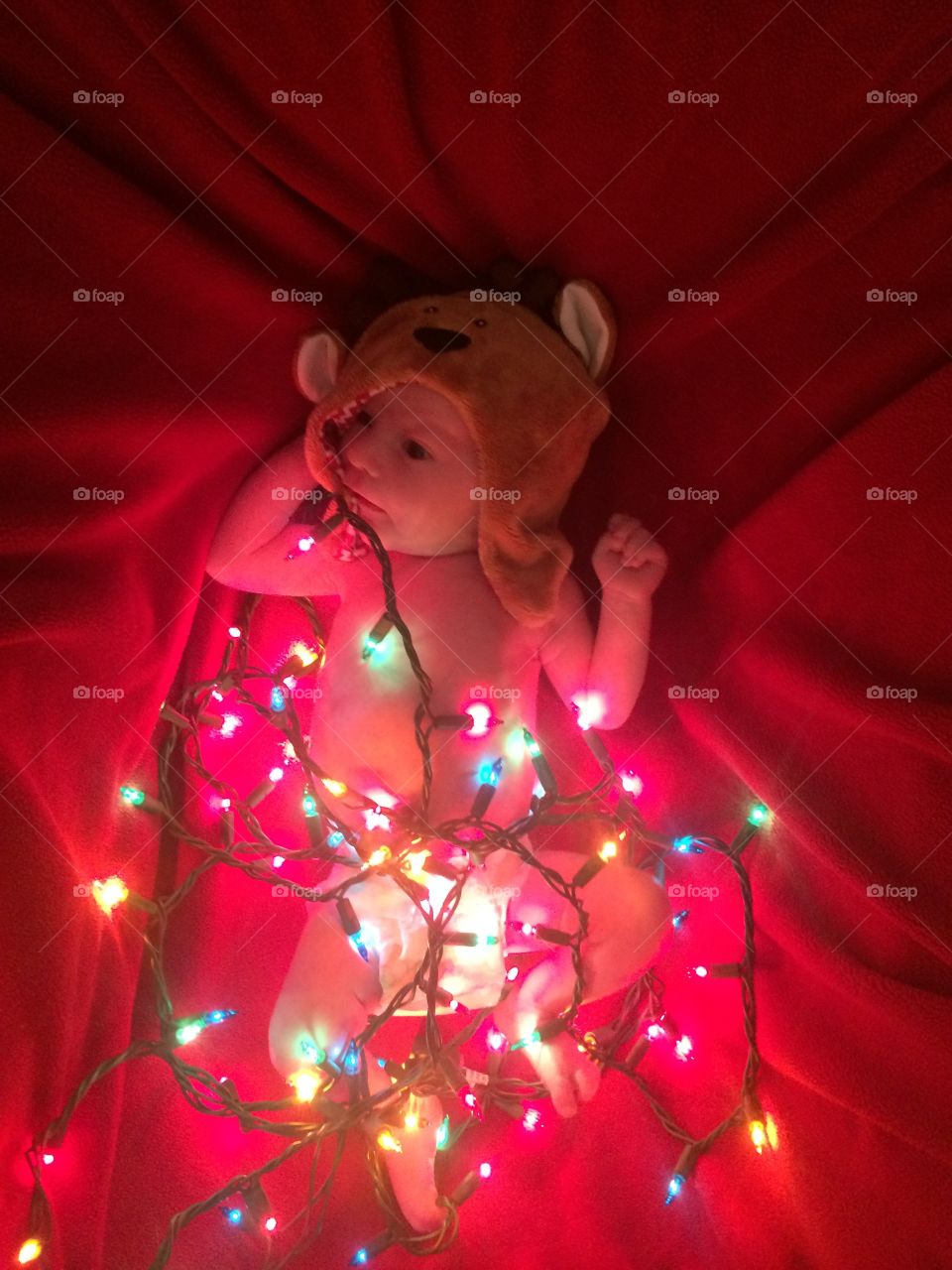 Reindeer caught in headlights 
