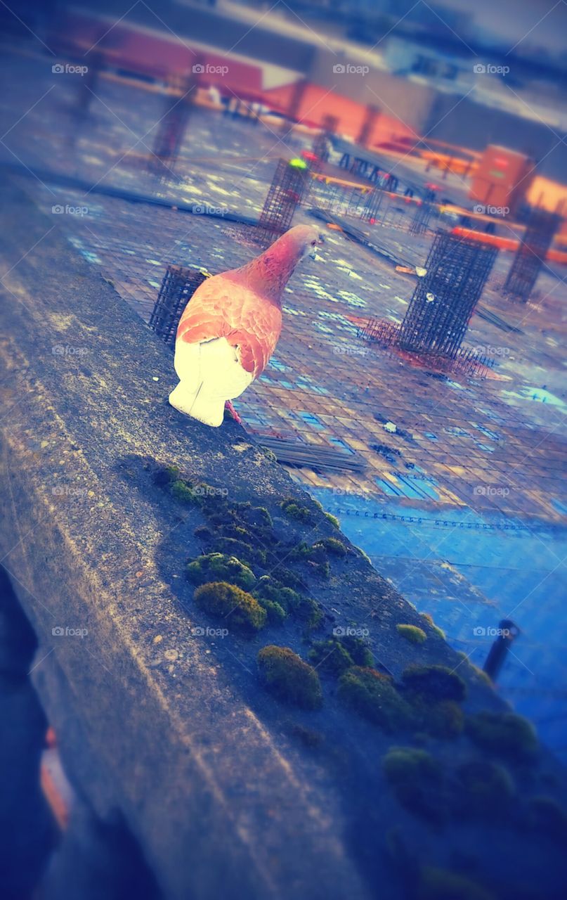 Pigeon and The City