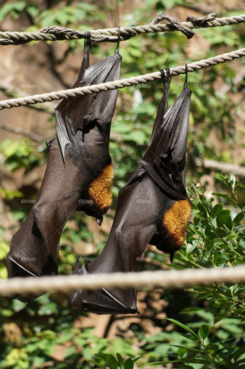 Pair of a Fruit Bats