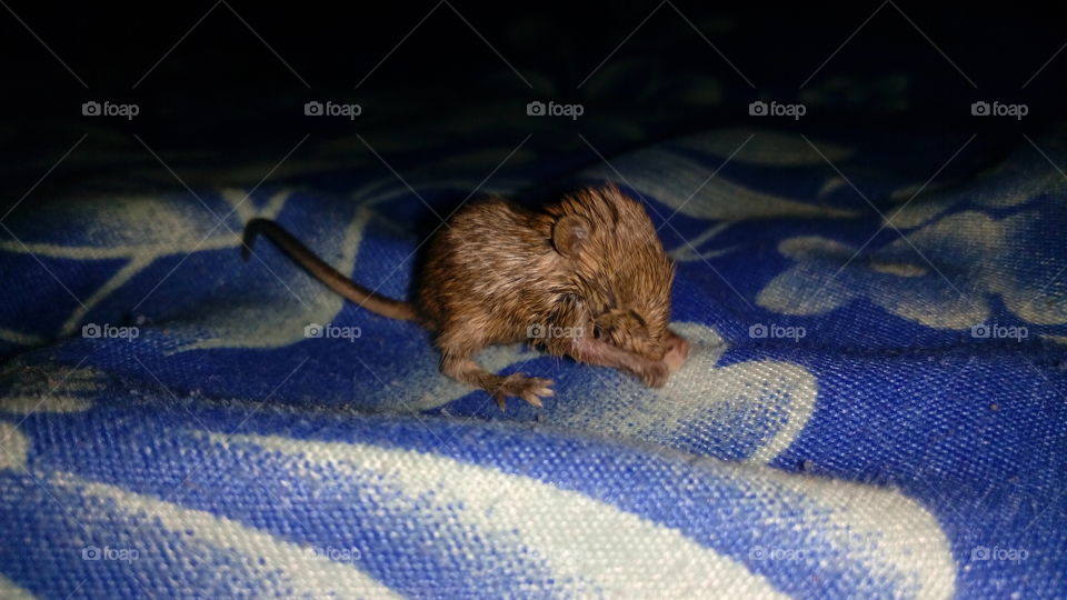 a rat baby