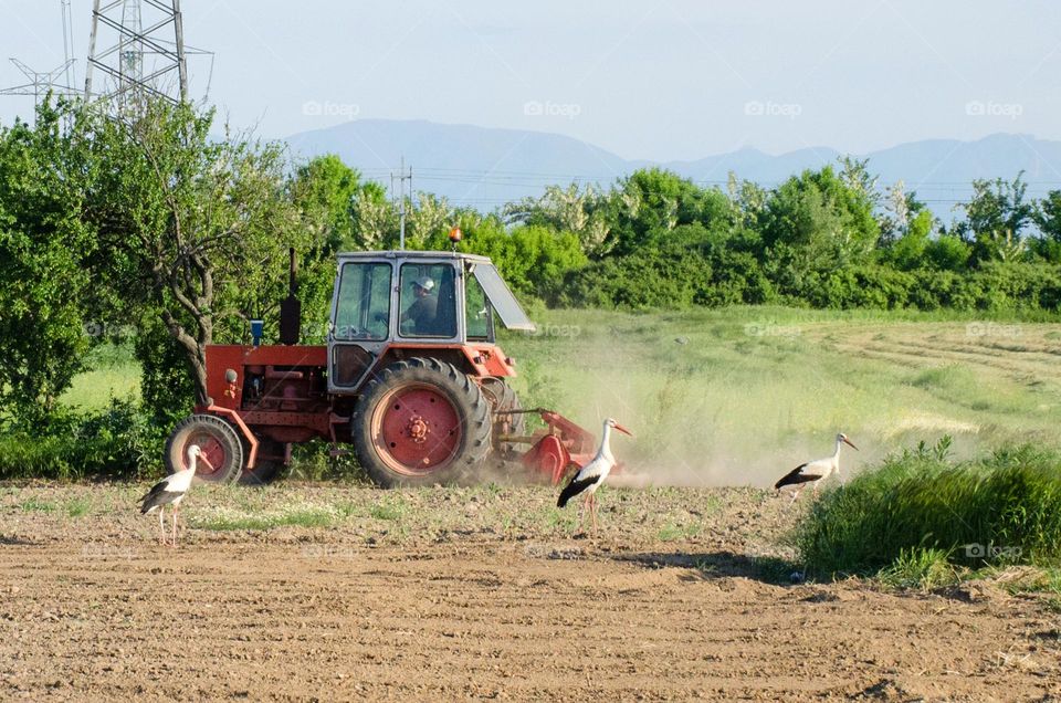 Storks in Motion