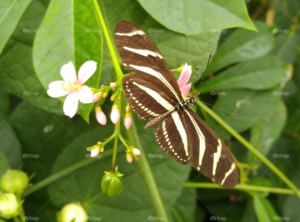 Beautiful butterfly