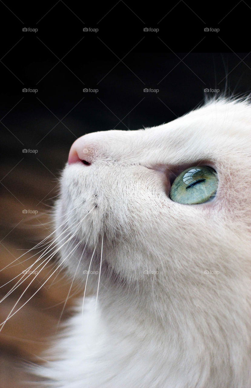 Close-up of white cat