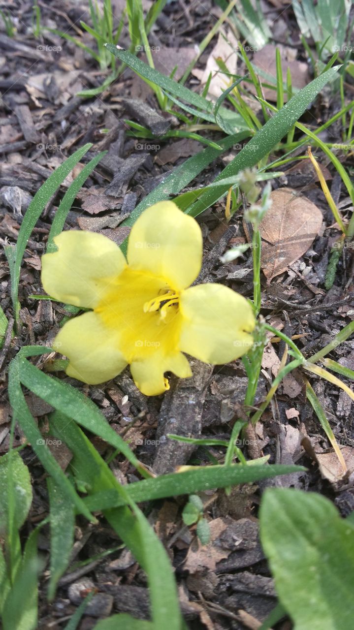 Pollen is in the air