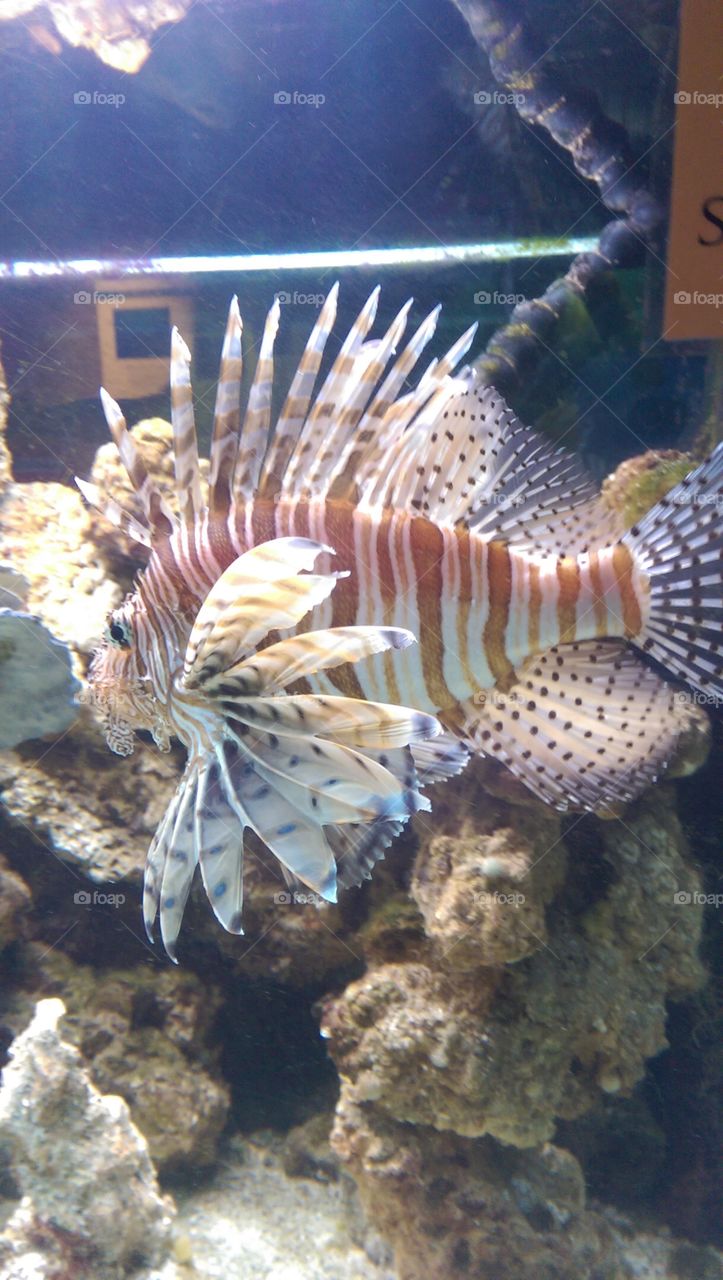 Are not I beautiful.