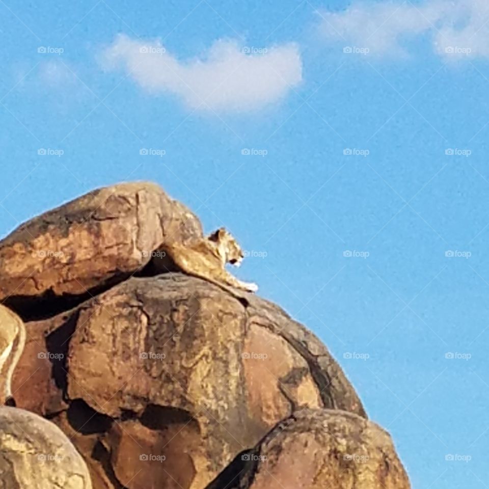 Beautiful lion overlooking cliff