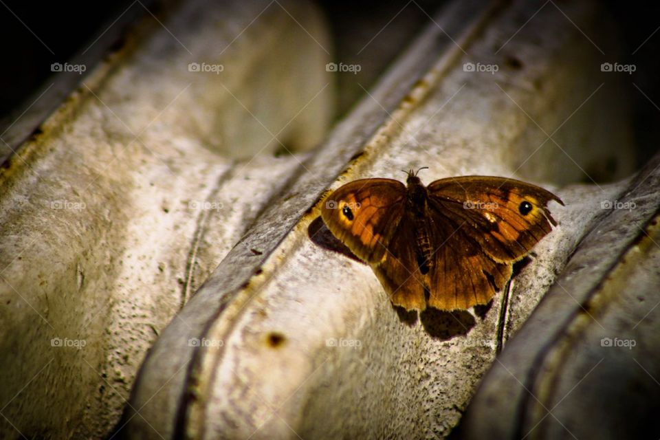 rusty butterfly