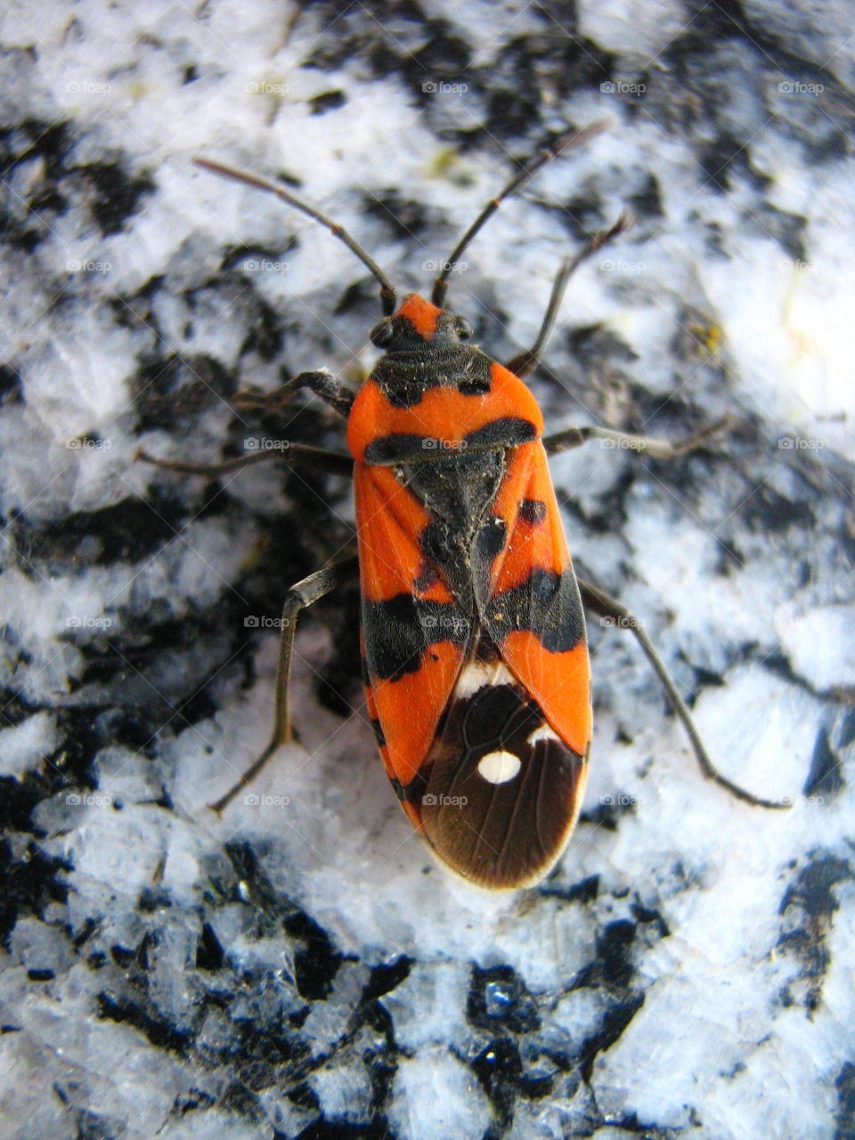 Marbleous Bug. Go your own way