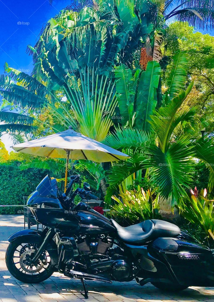 Tropical Harley Davidson