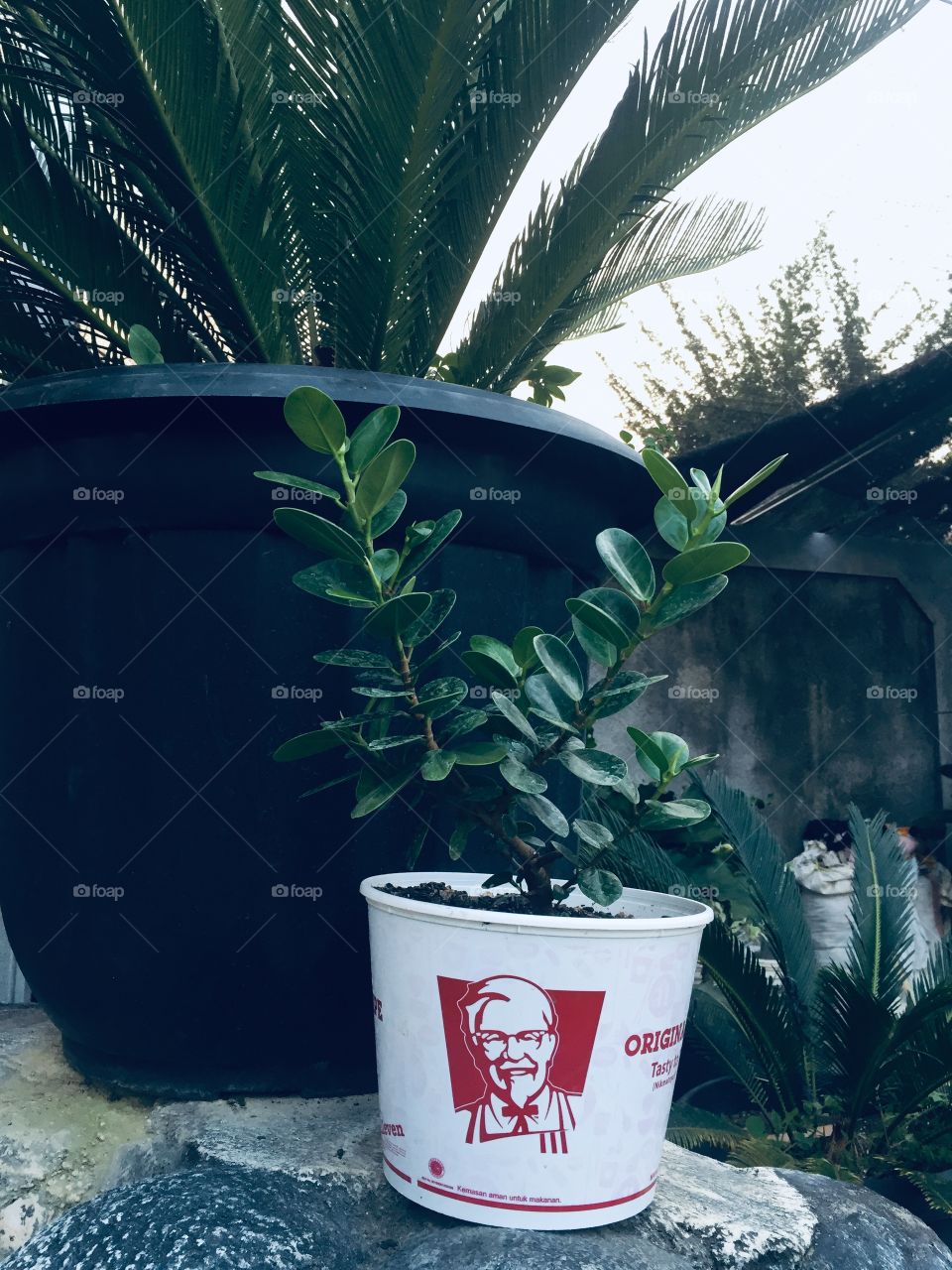 flowerpot using a used container from KFC