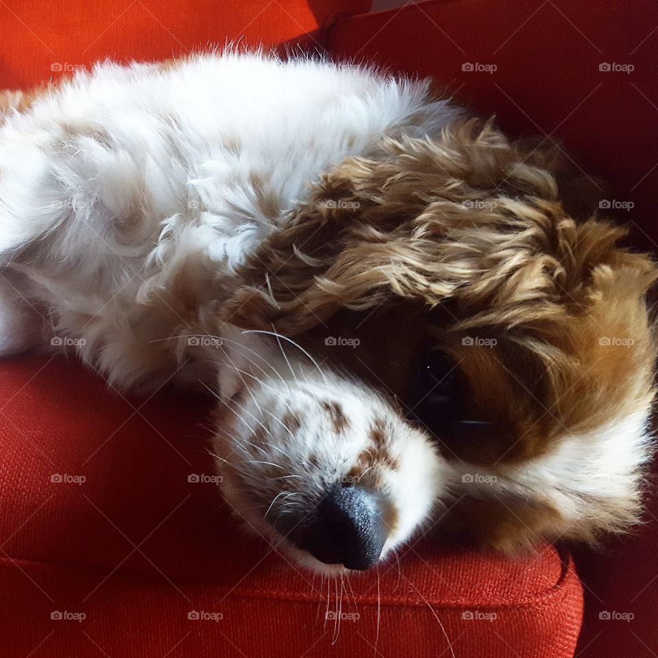King charles cavalier dog