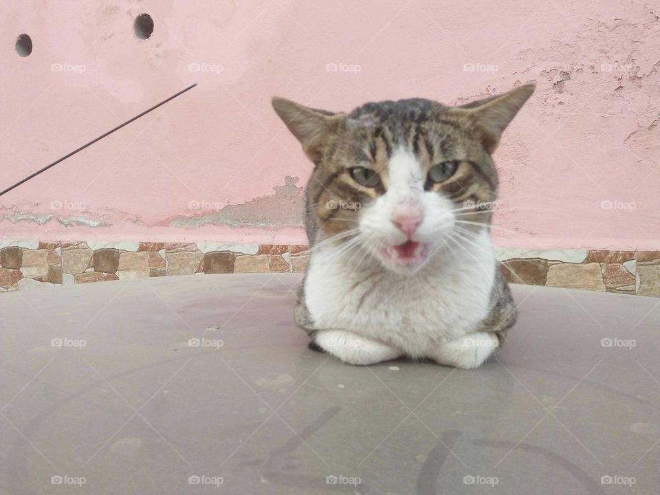 Beautiful cat looking at my camera