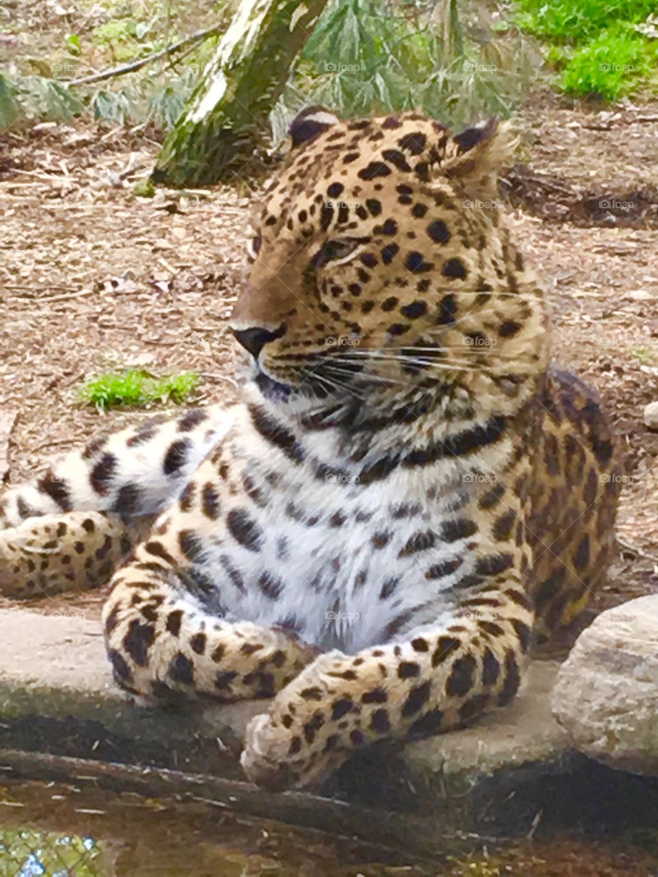 Rare Amur leopard lounging in enclosure at Beardsley Zoo, Bridgeport, CT