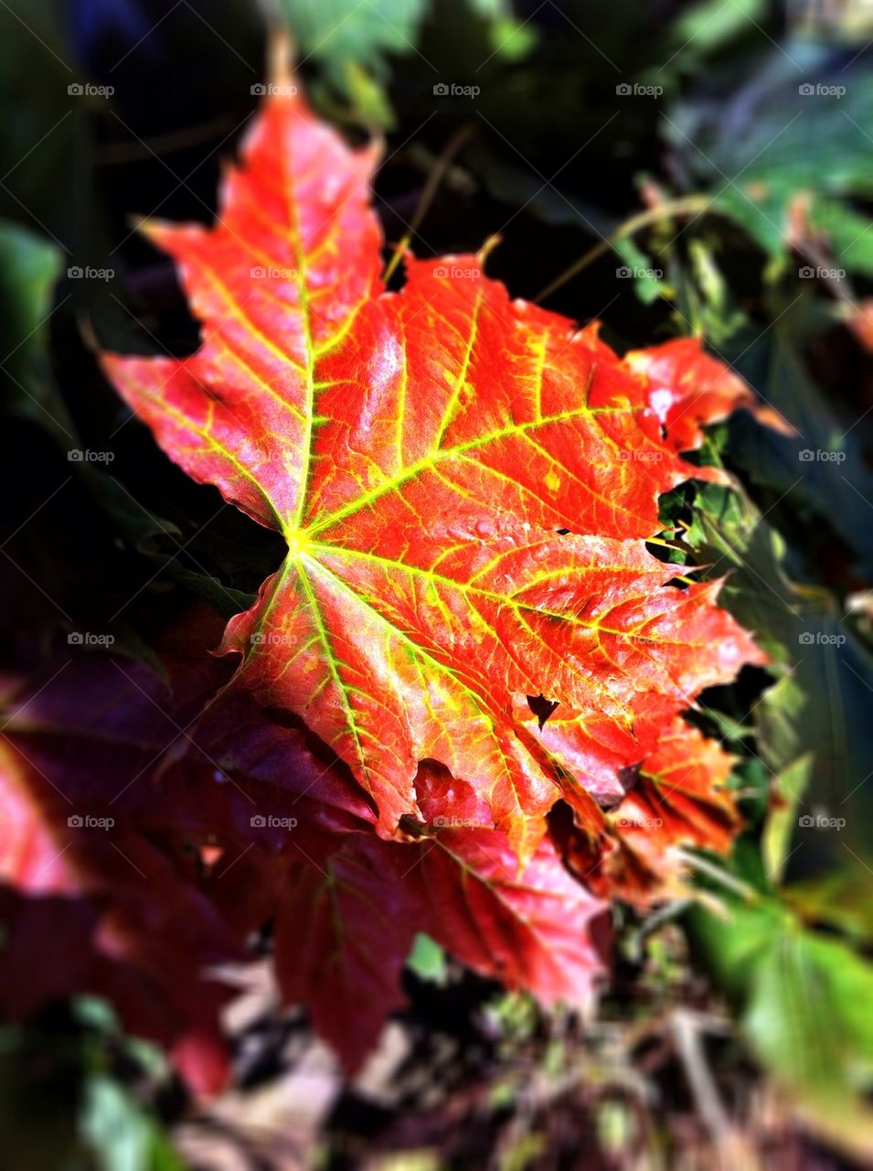 Red maple leaf in fall.