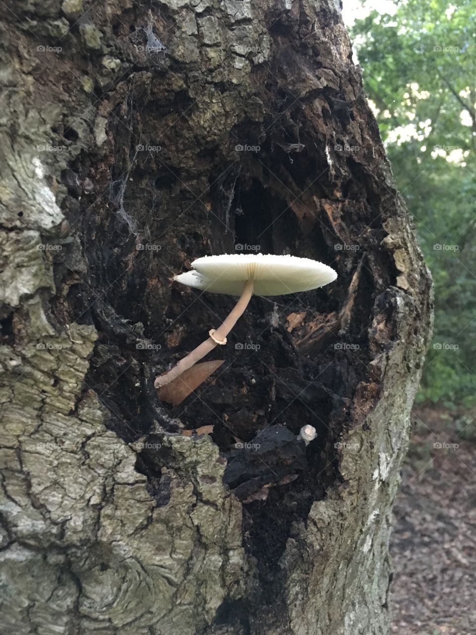 Mushroom in tree 