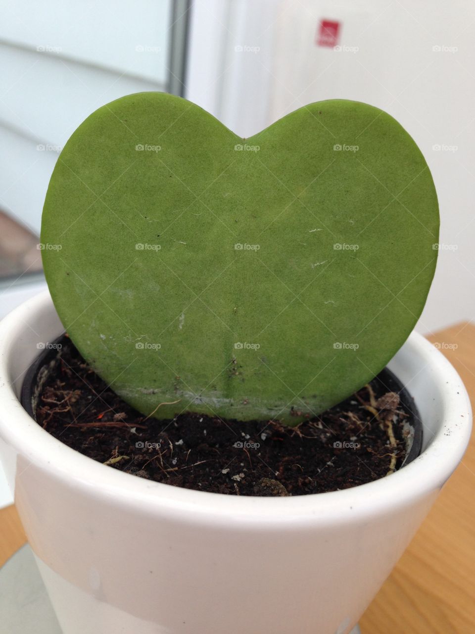 Love plant 