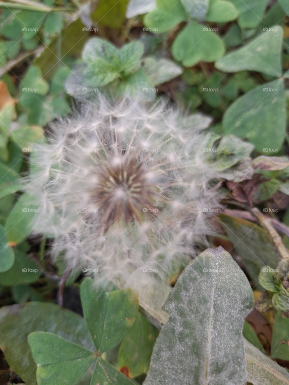 Dandelion