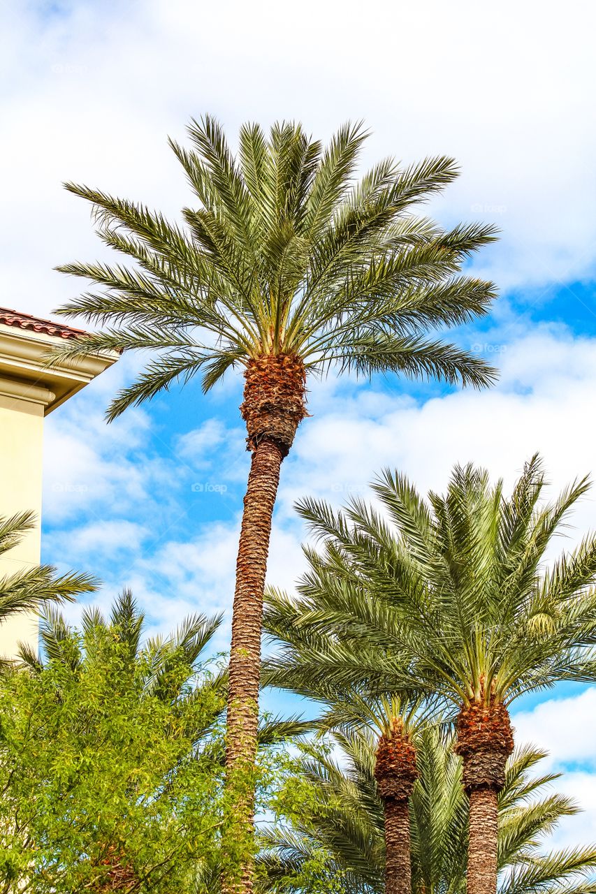 Beautiful Las Vegas Palm Trees and Blue Sky 