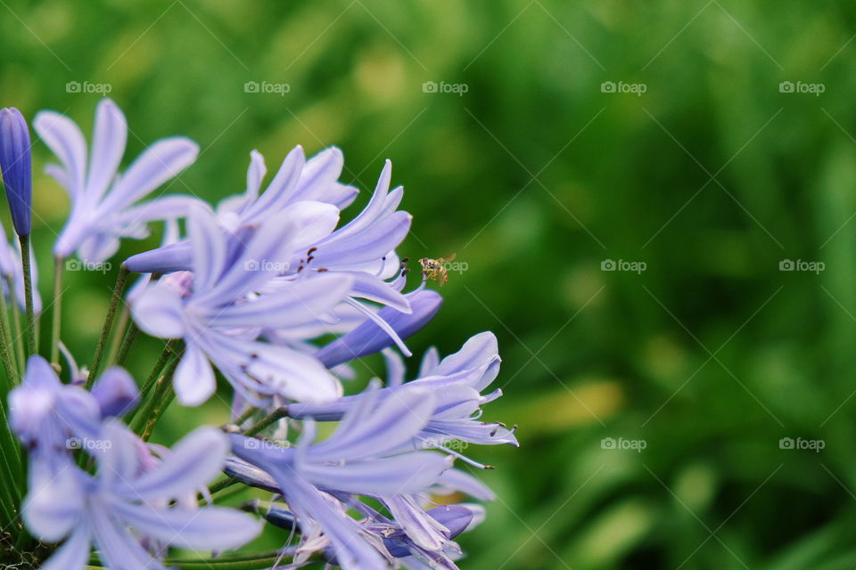 Nature, Flora, Summer, Garden, Leaf