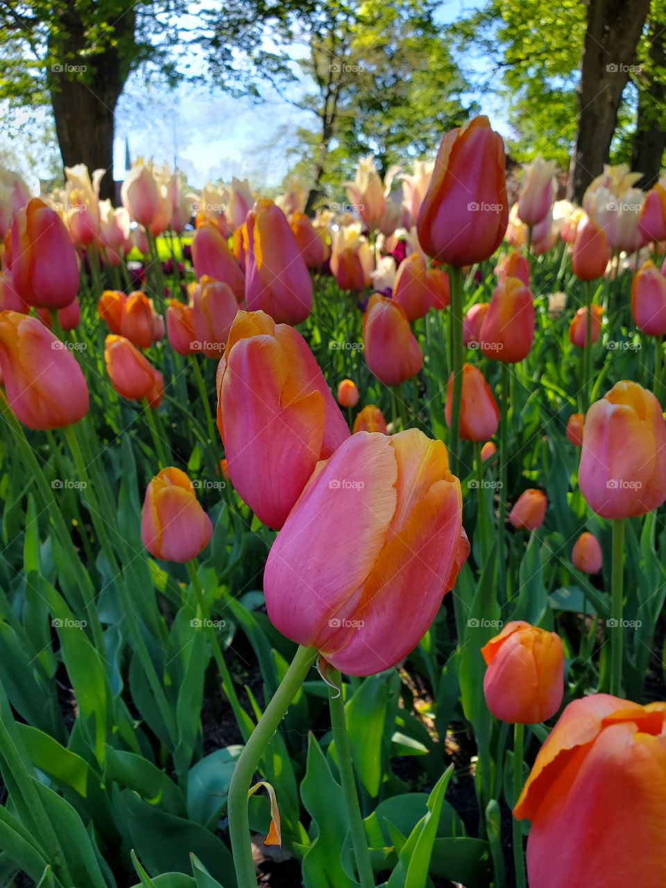 Tulip Time Holland Michigan 2021