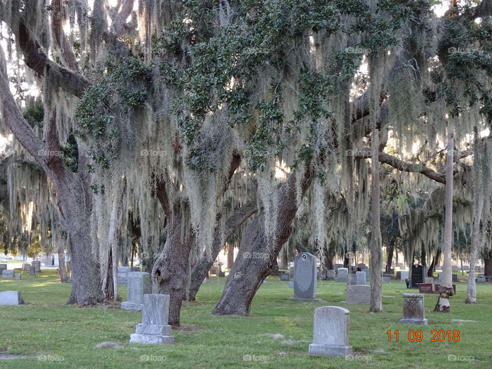 old oaks and spanish moss shrouding cemetery