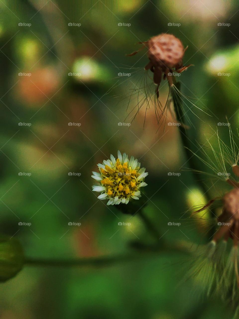 Macro photo of a summer plants