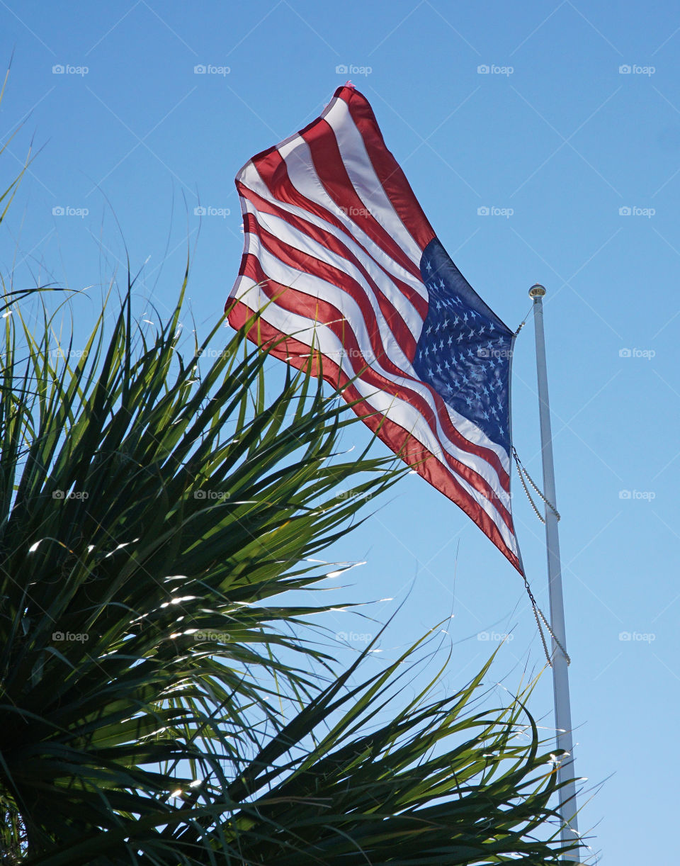 Glad blowing in the wind with palm trees