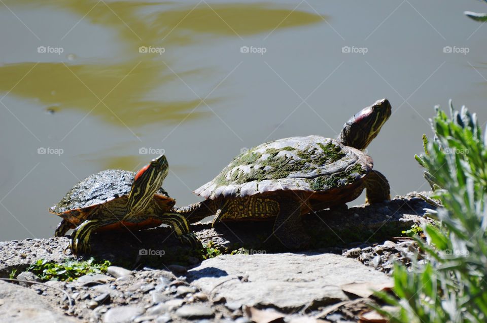 two turtles sunbathing by the edge of a pond