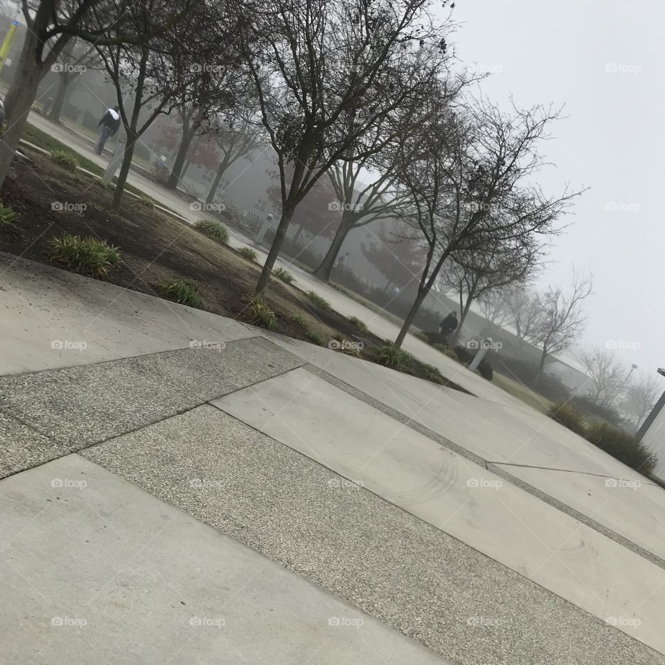 Foggy college campus