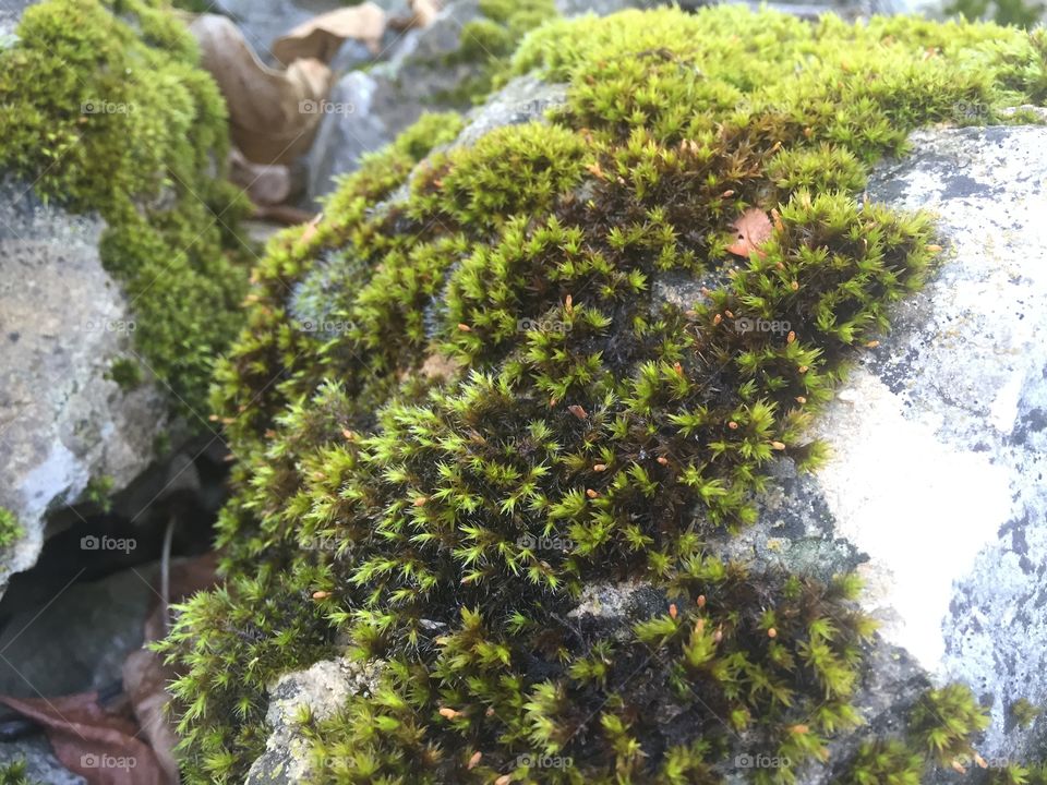 moss