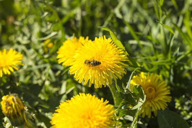 Bee at work 