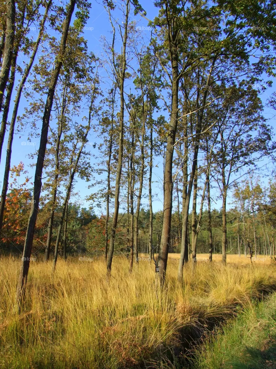 trees