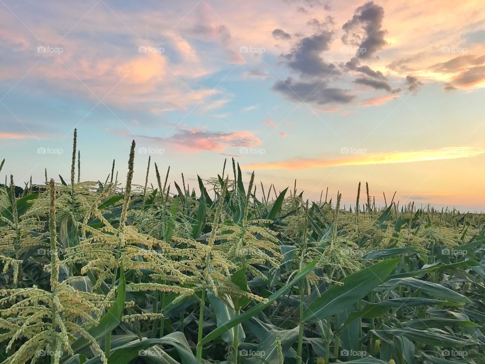 Corn field 