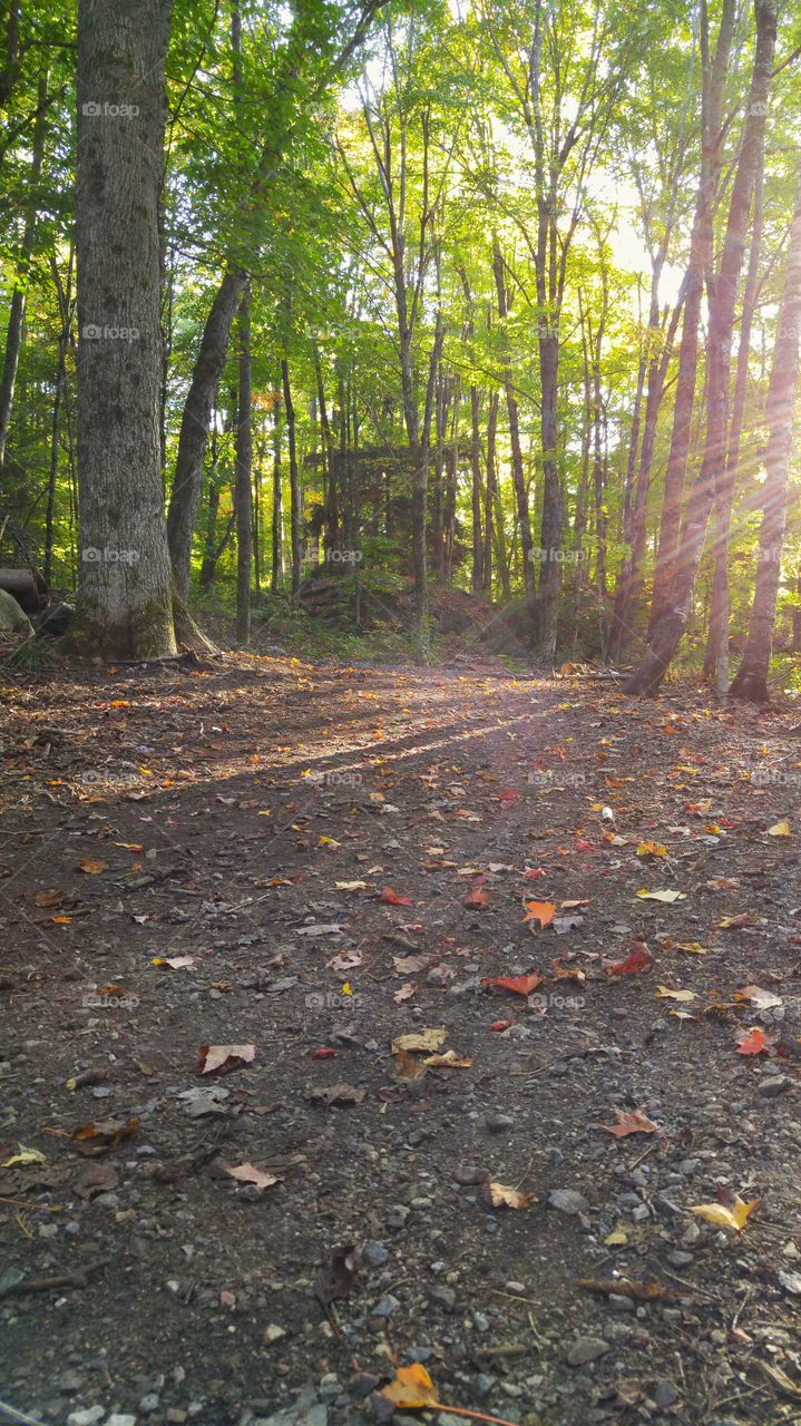 Sunny path in the woods