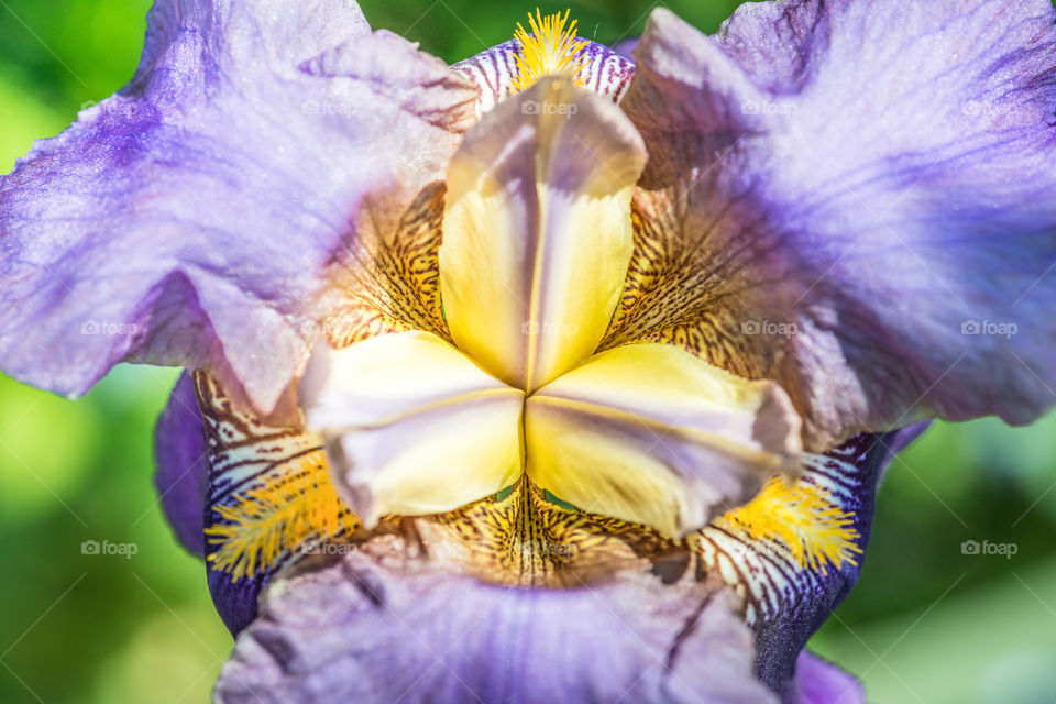 Extreme close-up of flower