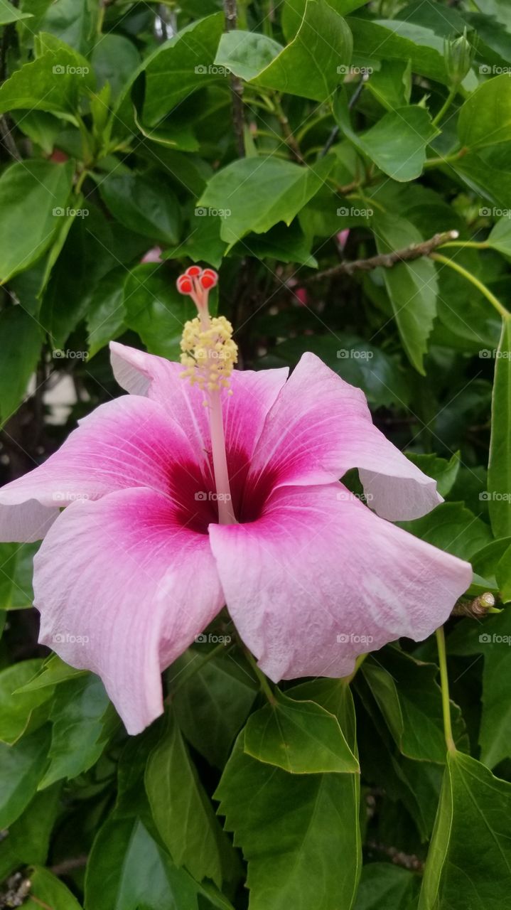 pink Flower