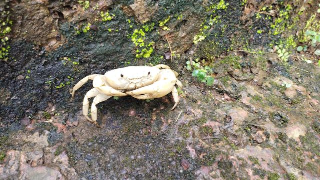 🦀 Crab