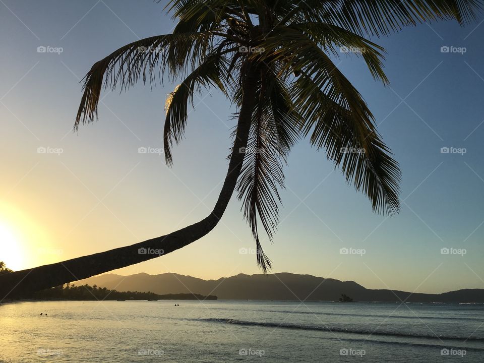 Palm at sunset 