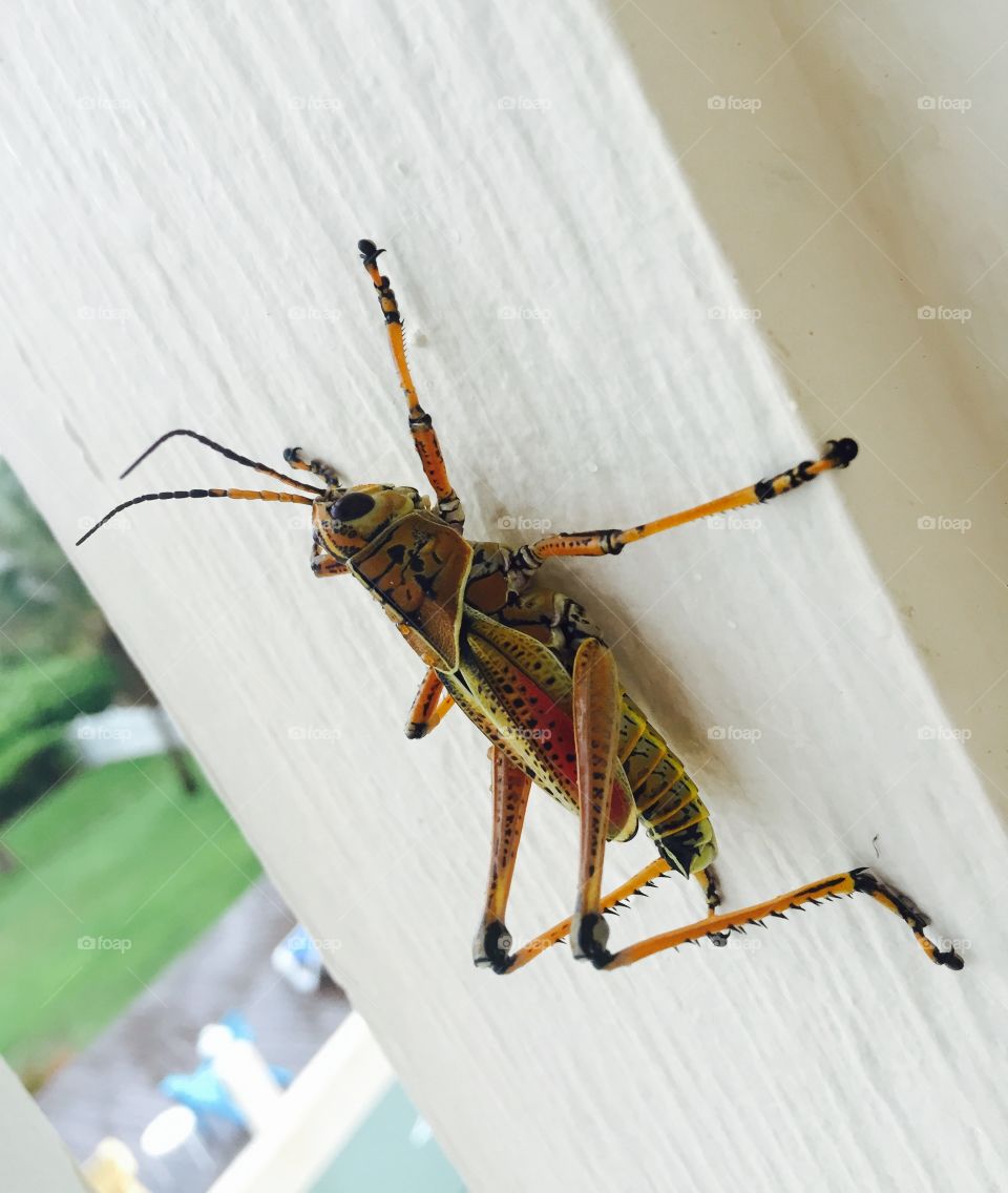 Grasshopper. A grasshopper just hanging out