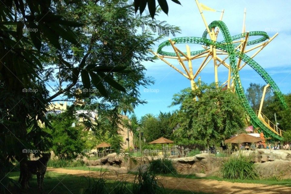 Cheetah and roller coaster 