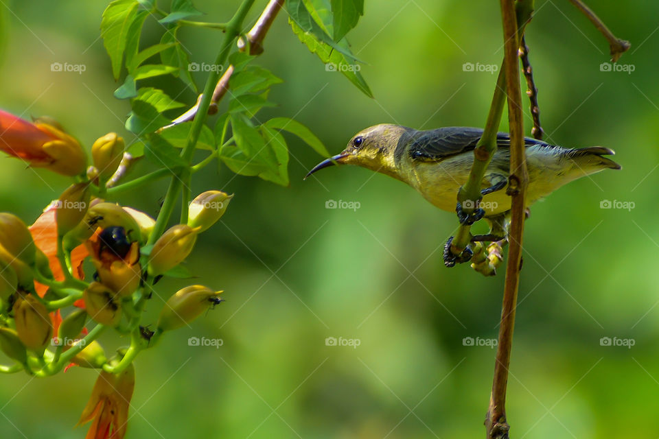Olive Backed Sunbird. A species from Southern Asia.