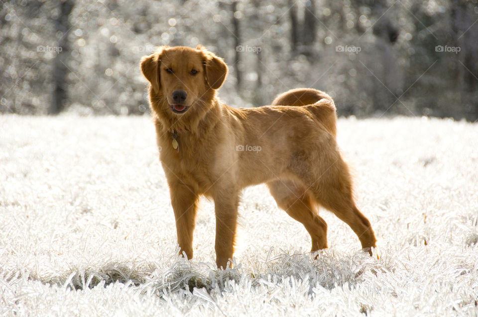 Golden retriever standing amongst the ice encased grass after an ice