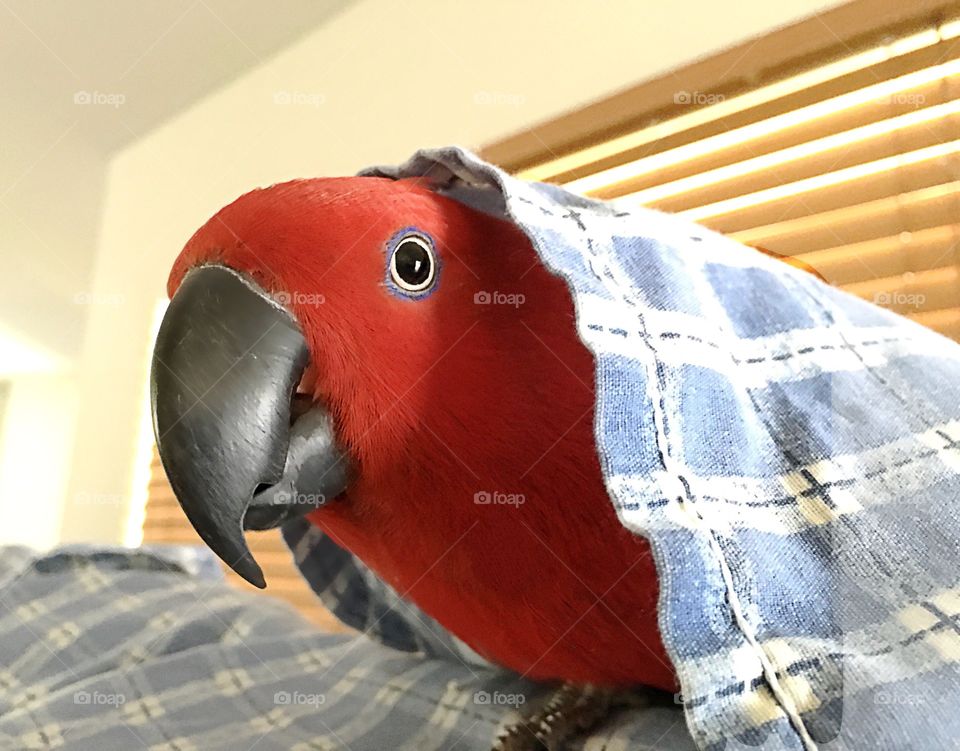 Peek-a-boo parrot
