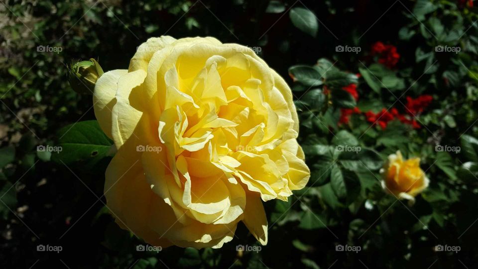 Yellow garden rose, flower portrait.